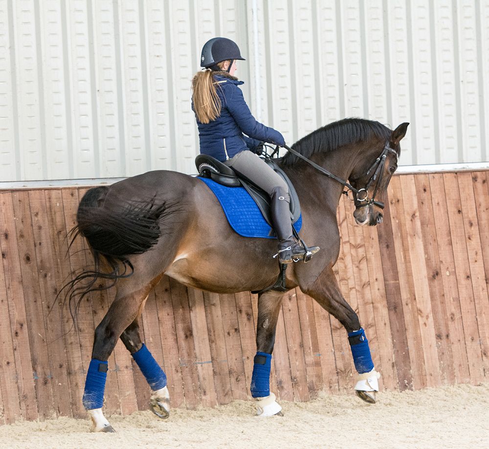 New LeMIEUX pro sport dressage saddle cloth full size Blue 'd